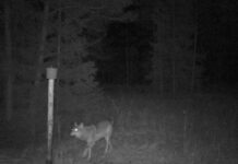 158 hunti on kütitud