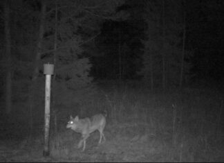 158 hunti on kütitud