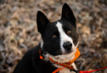 Jahikoerte katsed metsseale