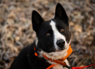 Saksamaal tuvastati koeral marutaud