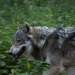 Saksamaal saab peagi hunte paremini majandada