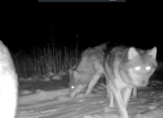 VIDEO: hundid pelgavad kõike uut