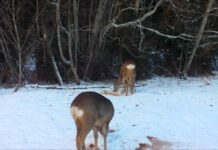 Miks on metskitsel sabapeegel?
