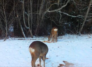 Miks on metskitsel sabapeegel?