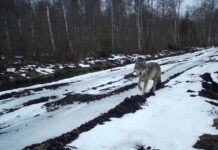 163 hunti on kütitud