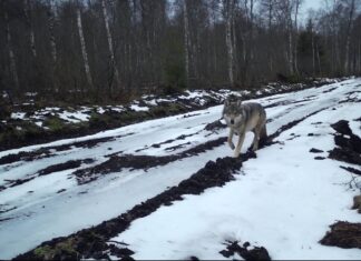 163 hunti on kütitud