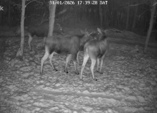 Peipsi ääres jäi kaamerasse korraga neli põtra