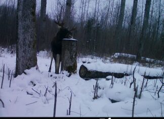 PILTUUDIS: Viljandimaal kannab põdrapull veel sarvi