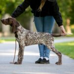 Jahikoerte erinäitus toimub 9.mail Säreveres