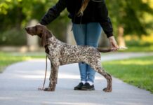 Jahikoerte erinäitus toimub 9. mail Säreveres