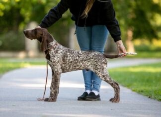 Jahikoerte erinäitus toimub 9.mail Säreveres