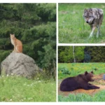 Eurooplased toetavad kiskjaid, kuid mitte arvukuse kasvu ega jahti