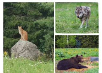 Eurooplased toetavad kiskjaid, kuid mitte arvukuse kasvu ega jahti