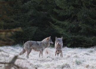 Hundijaht oli tänavu üle 15 aasta üks suurimaid