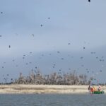 Keskkonnaamet lubab Pärnu jõel kormoranide heidutust