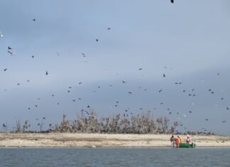Keskkonnaamet lubab Pärnu jõel kormoranide heidutust