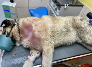 Pärnumaal toimus mitu hundirünnakut