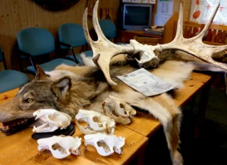 Trofeemõõtmise korraldus