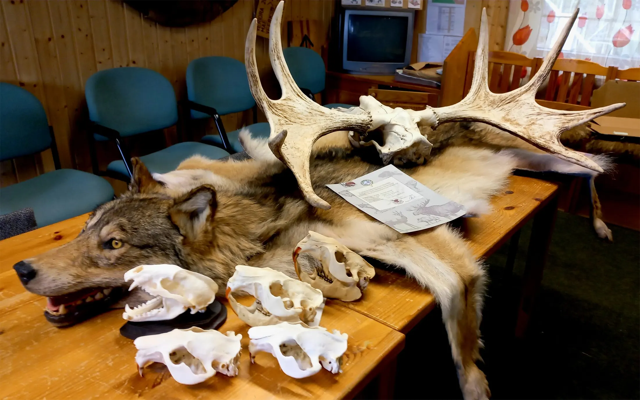 Polva-jahiselts-trofeed