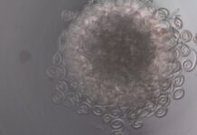 LABRIS: Metssigade keeritsussi tasuta uuringud jätkuvad