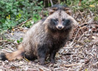 Viljandimaa jahiloom number üks oli kährik