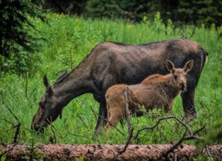Soome põdrapopulatsioon püsib stabiilsena