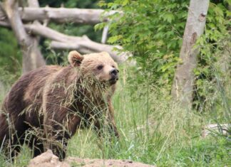 Pruunkarude arvukus kasvab Lätis jõudsalt