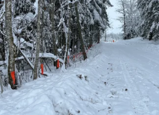 Jahimees: Kui oleks 15 pesakonda, oleksid hundid söönud ja lambad terved