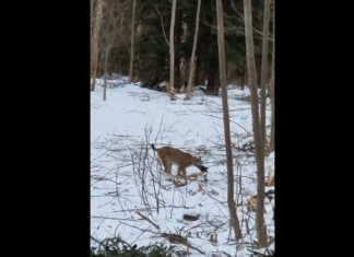 VIDEO: Ilves murdis Lääne-Virumaal päise päeva ajal metskitse