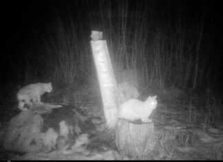 Kolga-Jaanis jäi rajakaamerasse kaks ilvest