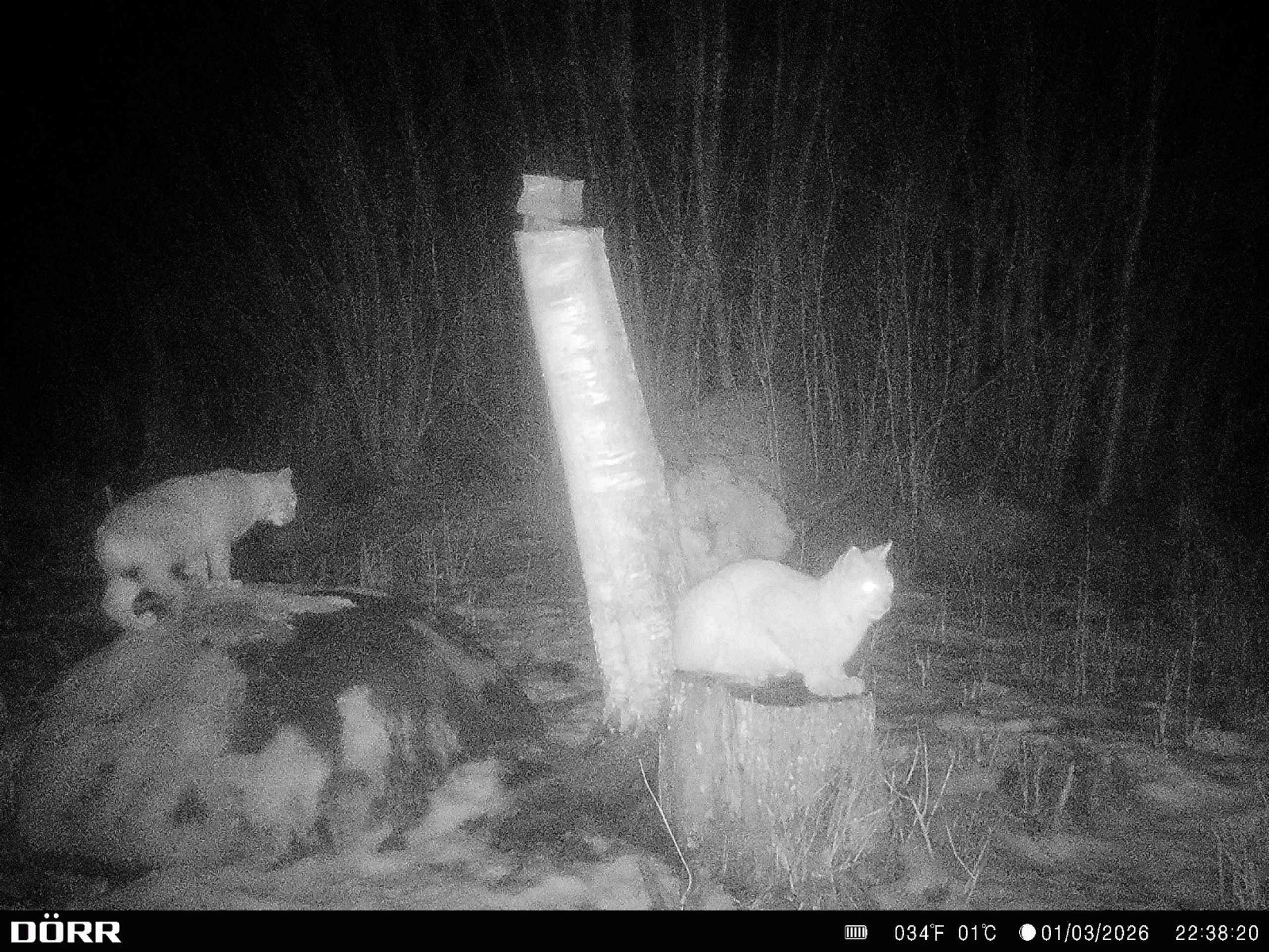 1. märtsi hilisõhtul jäi Viljandimaal Kolga-Jaanis soolakut külastanud rajakaamera ette haruldane vaatepilt, kui korraga oli platsis kaks ilvest. Alari Palumaa 