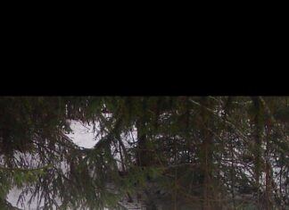 PILTUUDIS: Neli ilvest jäid korraga rajakaamerasse