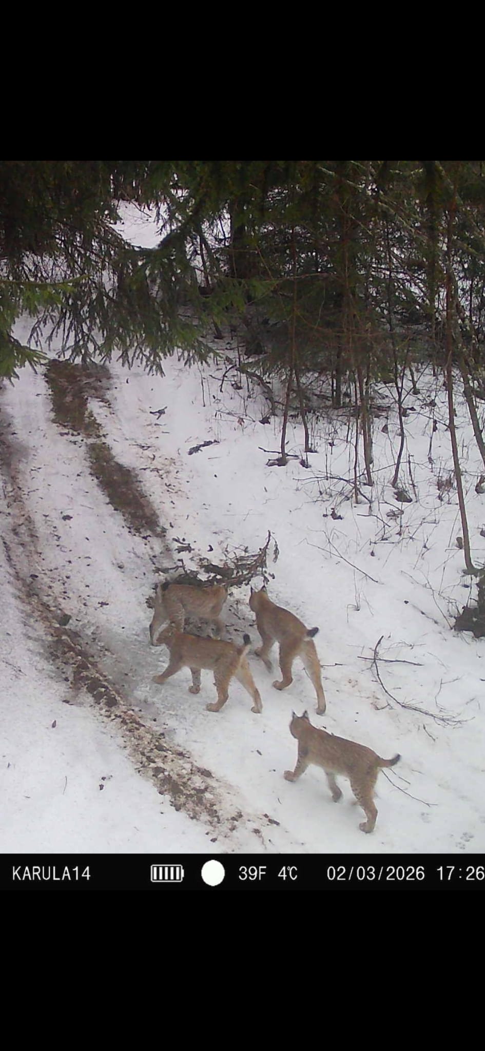 ilvesed valgas - tõnis balodis rajakaamera