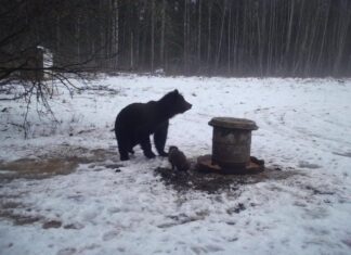 Soojad ilmad äratasid esimesed karud