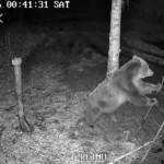 VIDEO: Karu otsis öösel Hallistes toidupoolist