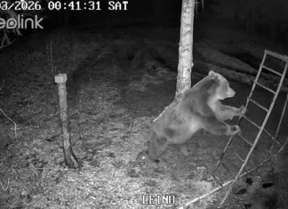 VIDEO: Karu otsis öösel Hallistes toidupoolist