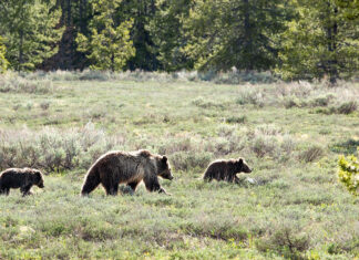 Karuema tuli koos nelja pojaga taluõuele uudistama