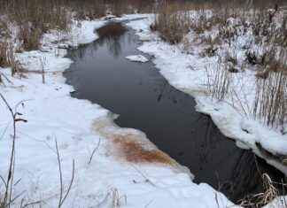 Lõhn, mis ütleb kõik: kopra sõnumid looduses