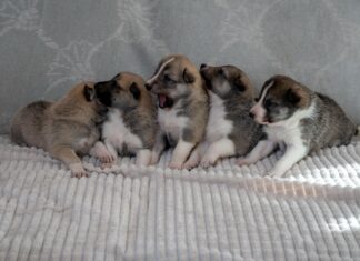 Müüa Lääne-Siberi laika kutsikad