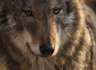 Saksamaa liigub hundijahi seadustamise suunas