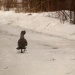 Uued metsise püsielupaigad võetakse kaitse alla
