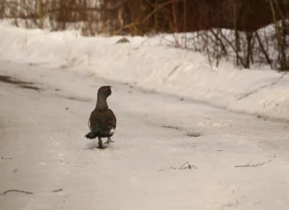 Uued metsise püsielupaigad võetakse kaitse alla