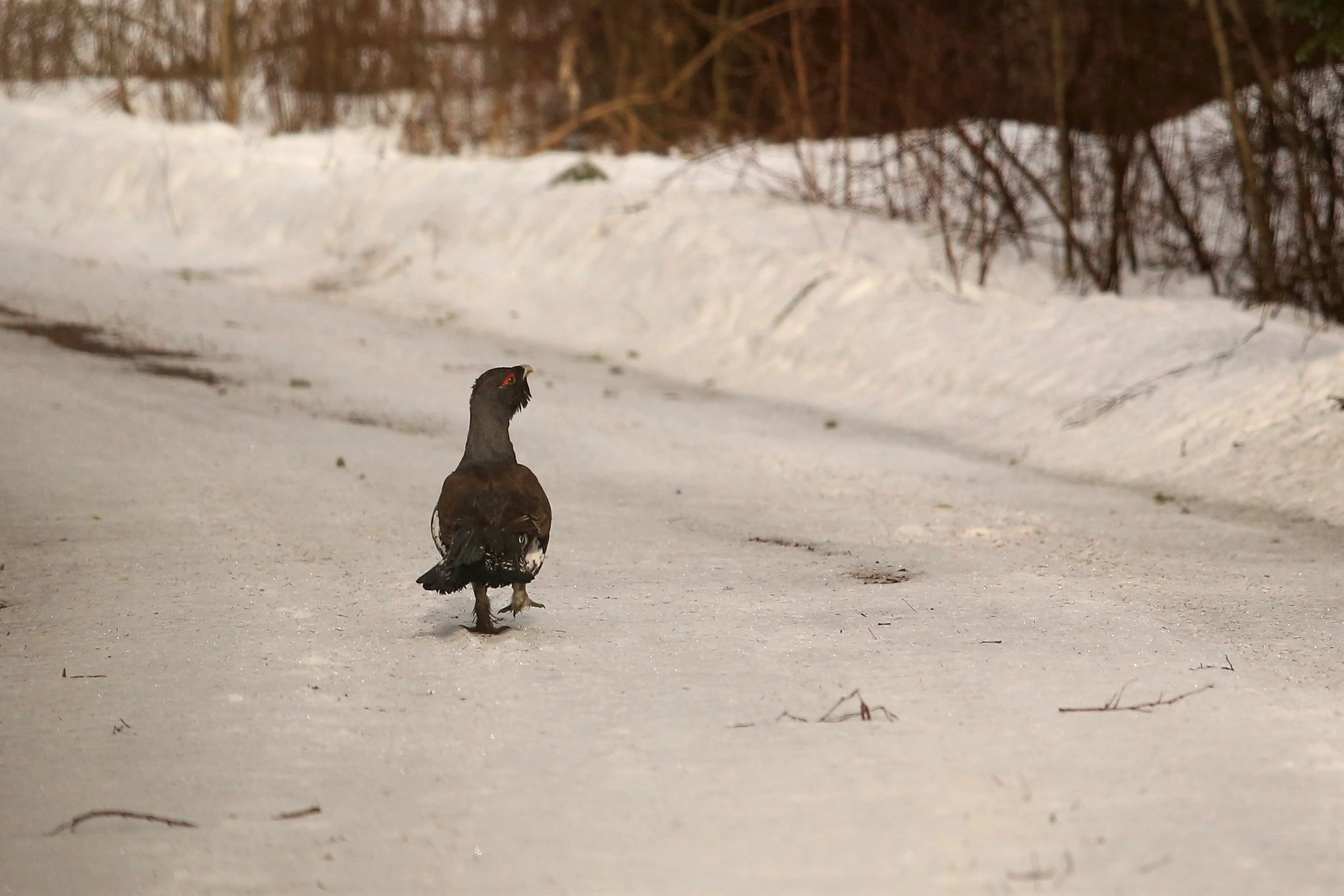 metsisekukk_foto_Piret_Eensoo