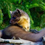 Nugisenahkade kokkuost