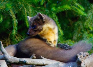 Nugisenahkade kokkuost