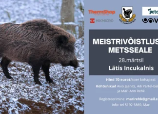 Lätis saavad jahikoerad võistelda