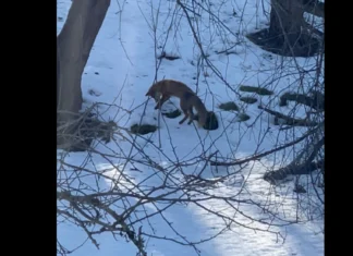 VIDEO: Rebane käis jahimeeste aias hiirejahil