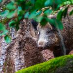 Möödunud nädalal tuvastati Eestis mitu sigade Aafrika katku juhtumit