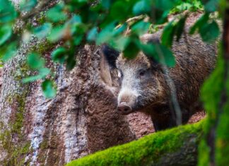 SAK-i olukord: uued juhtumid Eestis ja Euroopas