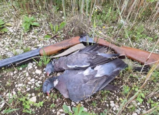 Lääne-Niiluse viiruse leviku uuring jätkub aasta lõpuni